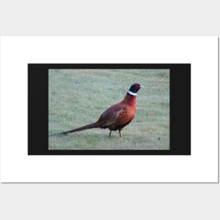 Pheasant in the dewy grass Posters and Art